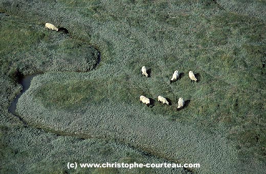 Sheep in the Salt Marshe of the Mont Saint Michel's Bay